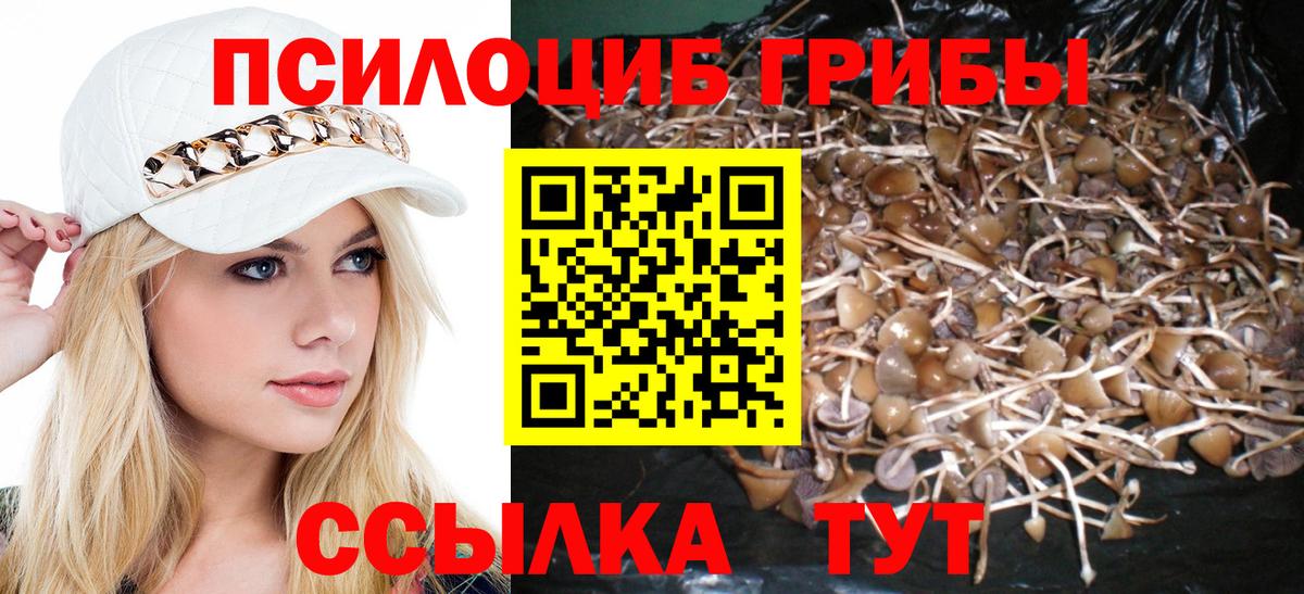 Псилоцибиновые грибы Cubensis Краснокаменск